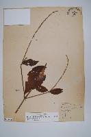 日本牛膝藏品圖，第1張