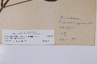 日本牛膝藏品圖，第2張