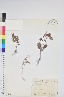 高山白珠樹藏品圖，第1張