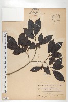 山紅柿藏品圖，第1張