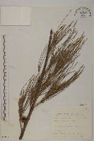 木麻黃藏品圖，第1張