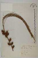 木麻黃藏品圖，第1張