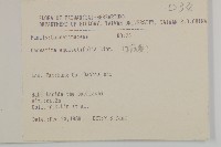 木麻黃藏品圖，第2張