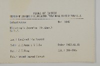 日本賽衛矛、日本假衛矛藏品圖，第1張
