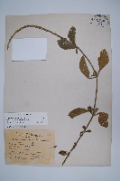 印度牛膝、土牛藤藏品圖，第1張