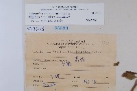 印度牛膝、土牛藤藏品圖，第2張