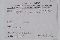 印度牛膝、土牛藤藏品圖，第2張