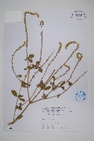 印度牛膝、土牛藤藏品圖，第1張