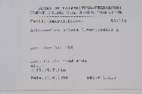 印度牛膝、土牛藤藏品圖，第2張