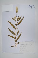 青葙藏品圖，第1張