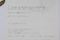 青葙藏品圖，第2張