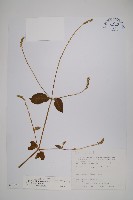 日本牛膝藏品圖，第1張