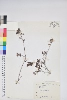 登錄號:S073644藏品圖，第1張