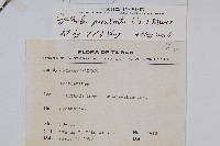 假川牛膝藏品圖，第2張