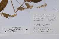 日本牛膝藏品圖，第2張