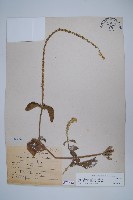 印度牛膝、土牛藤藏品圖，第1張