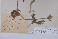 印度牛膝、土牛藤藏品圖，第2張