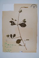 登錄號:S073649藏品圖，第1張