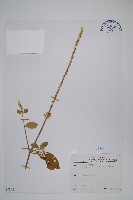 印度牛膝、土牛藤藏品圖，第1張