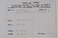 印度牛膝、土牛藤藏品圖，第2張