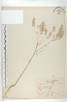 獨行菜藏品圖，第1張