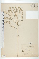 獨行菜藏品圖，第1張