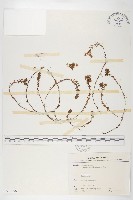 玉山佛甲草藏品圖，第1張