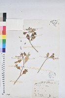 白苞猩猩草藏品圖，第1張