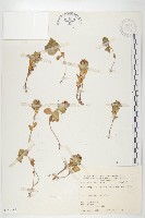 穗花八寶藏品圖，第1張