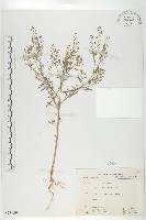 獨行菜藏品圖，第1張