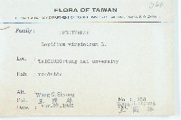 獨行菜藏品圖，第2張