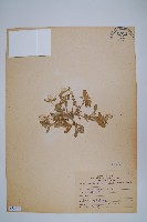 假千日紅藏品圖，第1張