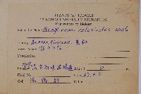 假千日紅藏品圖，第2張