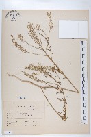 獨行菜藏品圖，第1張