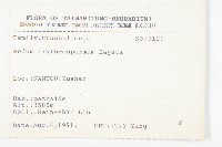 紅子佛甲草藏品圖，第2張