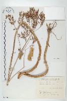 倒吊蓮、匙葉燈籠草藏品圖，第1張