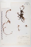 玉山佛甲草藏品圖，第1張