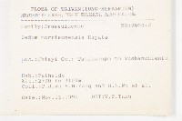 玉山佛甲草藏品圖，第2張