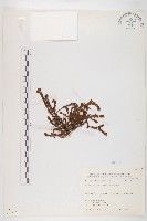 玉山佛甲草藏品圖，第1張