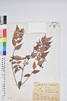 白珠樹藏品圖，第1張