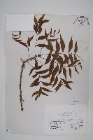 黃連木、爛心木藏品圖，第1張