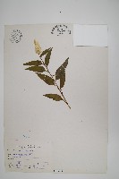 青葙藏品圖，第1張