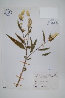 青葙藏品圖，第1張