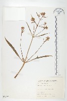 小燈籠草、大還魂藏品圖，第1張