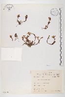 玉山佛甲草藏品圖，第1張