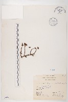 玉山佛甲草藏品圖，第1張