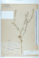 獨行菜藏品圖，第1張