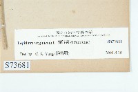 獨行菜藏品圖，第3張