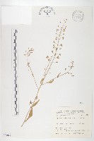 薺藏品圖，第1張