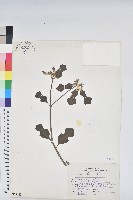 白苞猩猩草藏品圖，第1張